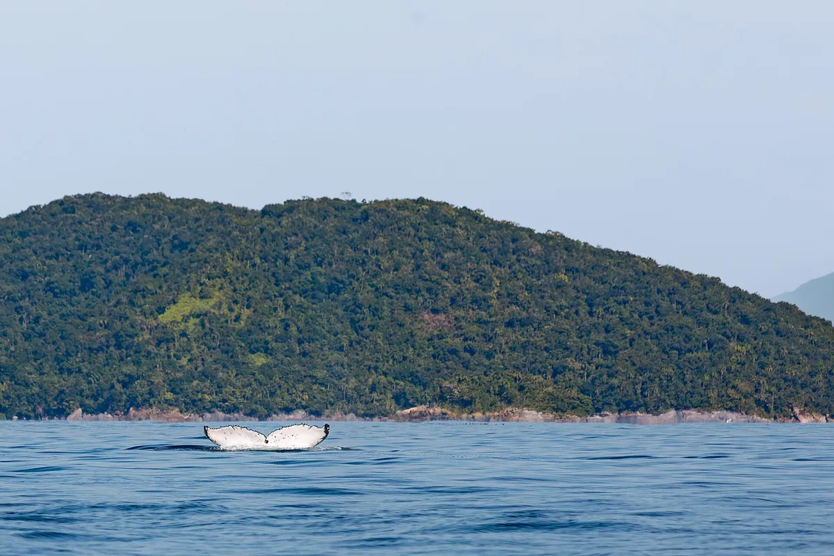 Cauda de baleia-jubarte emergindo na Ilha do Mar Virado, em Ubatuba, durante a temporada de inverno
